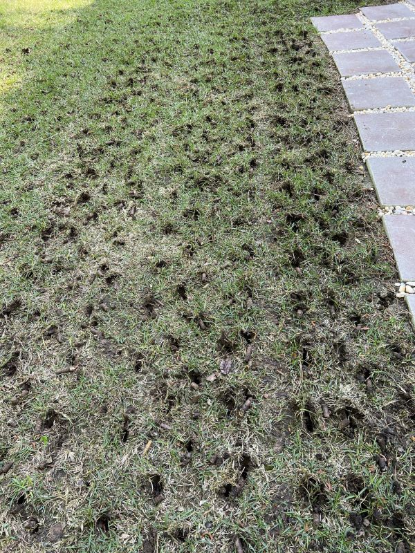 Lawn Aeration detail