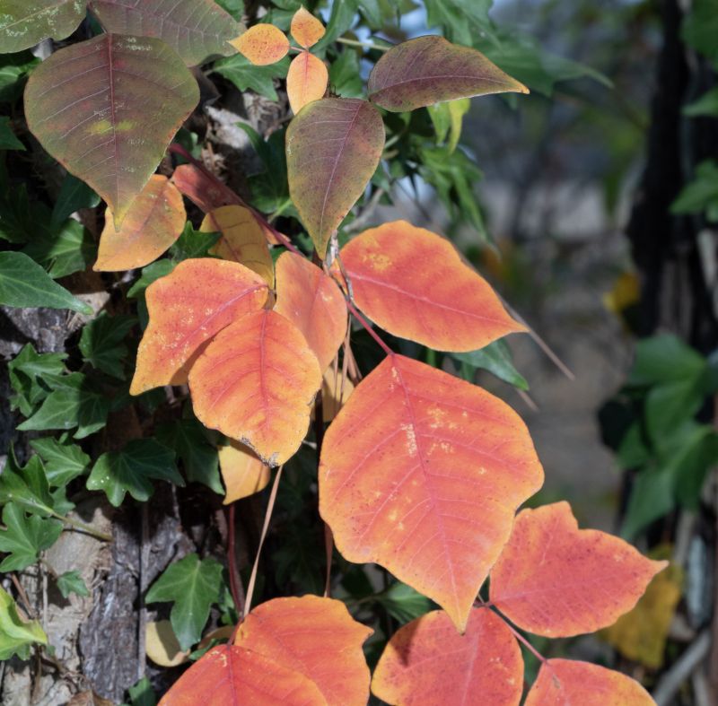 Hemlock Removal in Lancaster, PA