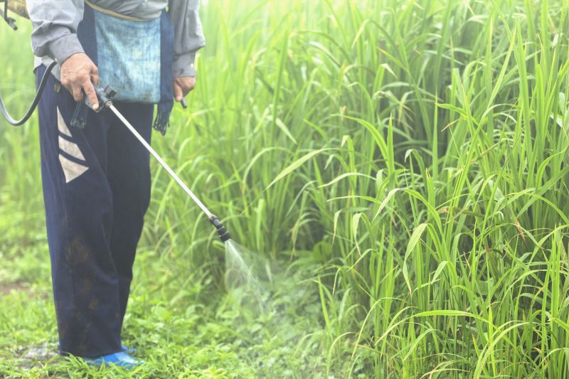 Lawn Weed Spraying in Honolulu, HI