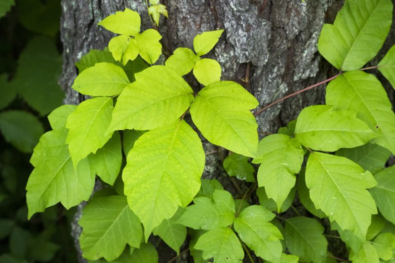 Poison Ivy Removal in Ventura County, CA