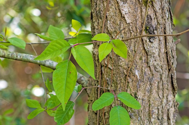 Poison Ivy Removal in Newark, DE