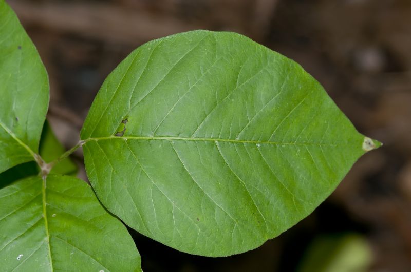 Poison Oak Removal in Delaware County, PA