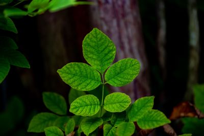 Poison Oak Removal in Bel Air, MD