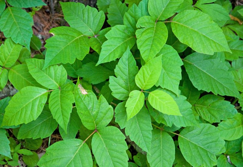Poison Oak Removal in Bucks County, PA