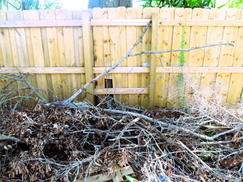 Tree Limb Cleanup in Honolulu, HI