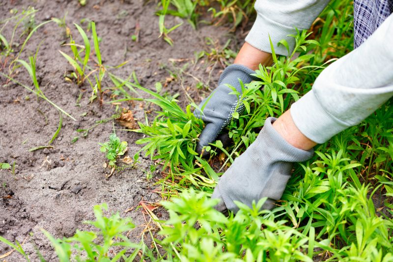 Flower Bed Weeding Service in Ventura County, CA